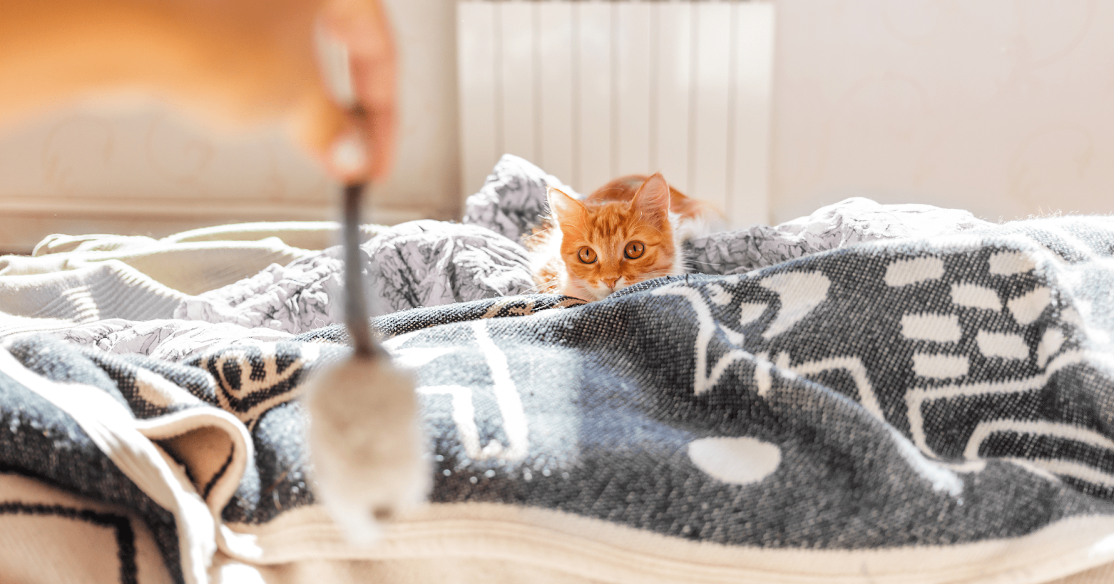 Why Does My Cat Bring Me Gifts? A Kitty's Point of View!